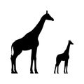 Black silhouettes of giraffe and calf