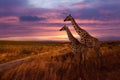 Giraffes