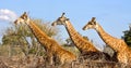 Giraffes Royalty Free Stock Photo