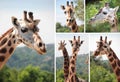 Giraffes Royalty Free Stock Photo