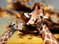 Giraffes Royalty Free Stock Photo