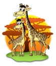 Giraffes