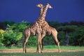 Giraffes