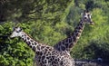 Giraffes Royalty Free Stock Photo