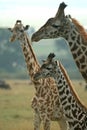 Giraffes