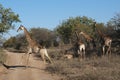 Giraffes in Africa