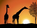 Giraffes in Africa background vector