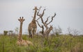 Giraffes /Africa