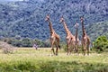 Giraffes in Africa