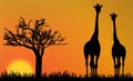 Giraffes in Africa