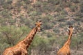 Giraffes in africa Royalty Free Stock Photo