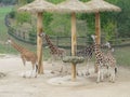 Giraffes