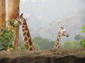 Giraffes