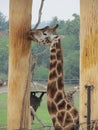 Giraffes