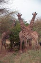 Giraffes in african safari, Senegal