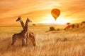 Giraffes in the African savanna against the background of the orange sunset. Flight of a balloon in the sky above the savanna. Afr Royalty Free Stock Photo