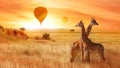 Giraffes in the African savanna against the background of the orange sunset. Flight of a balloon in the sky above the savanna.