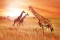 Giraffes in the African savannah at sunset. Wild nature of Africa Royalty Free Stock Photo