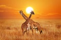 Giraffes against sunset in the Serengeti National Park. Africa. Tanzania. Wild nature of Africa Royalty Free Stock Photo
