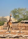 Giraffes in Al Ain Zoo