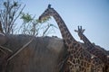 Giraffes in Al ain zoo and nature reserve, UAE