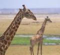 Giraffes in amboseli national park, kenya Royalty Free Stock Photo