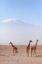 Giraffes in Amboseli