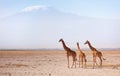 Giraffes in Amboseli