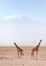 Giraffes in Amboseli