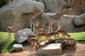 Giraffes and antelopes in Biopark Royalty Free Stock Photo