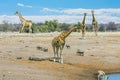 Giraffes near a water hole in Etosha National Park, Namibia Royalty Free Stock Photo