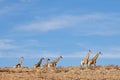 Giraffes walking in arid environment, Kalahari desert, South Africa