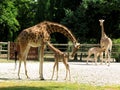 Giraffes and baby Royalty Free Stock Photo