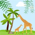 Giraffes on the background of a tropical forest, mother of a giraffe with a child. Vector illustration