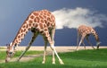 Giraffes bending Royalty Free Stock Photo