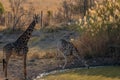 Giraffes bending foward to drink water while the male watches for danger, Matopos, Zimbabwe Royalty Free Stock Photo