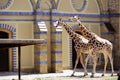 Giraffes in the Berlin zoo