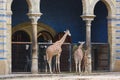 Giraffes in the Berlin Zoo