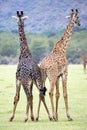 Giraffes bicolor (Giraffa camelopardalis) Royalty Free Stock Photo