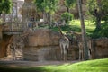 Giraffes in Biopark