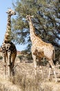 Giraffes browsing tree top