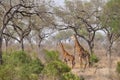 Giraffes in the bush, Kruger NP South Africa Royalty Free Stock Photo