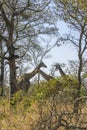 Giraffes in the bush in Kruger Park, South Africa Royalty Free Stock Photo
