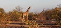Two giraffes in evening light taken in bush Botswana Royalty Free Stock Photo