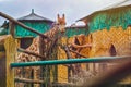 Giraffes Eating - Beto Carrero World - Santa Catarina . Brazil Royalty Free Stock Photo