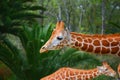 Giraffes in chapultepec zoo, mexico city. V