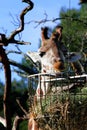 A giraffe that fetches its food from a basket Royalty Free Stock Photo
