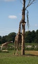 Giraffes at Cotswold wildlife park Royalty Free Stock Photo