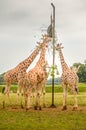 Giraffes at the Cotswold Wildlife Park and Gardens Royalty Free Stock Photo