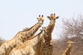 Giraffes family couple young giraffes, Namibia Royalty Free Stock Photo